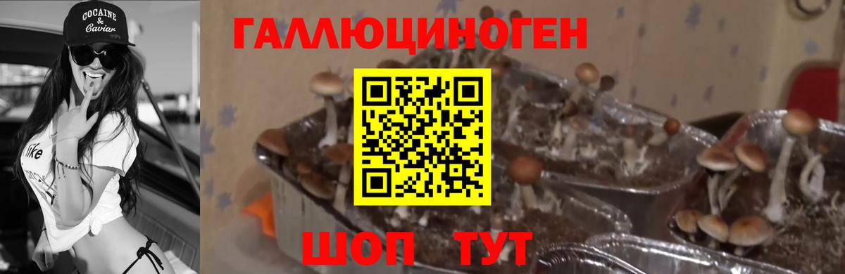 Галлюциногенные грибы мицелий Камышлов